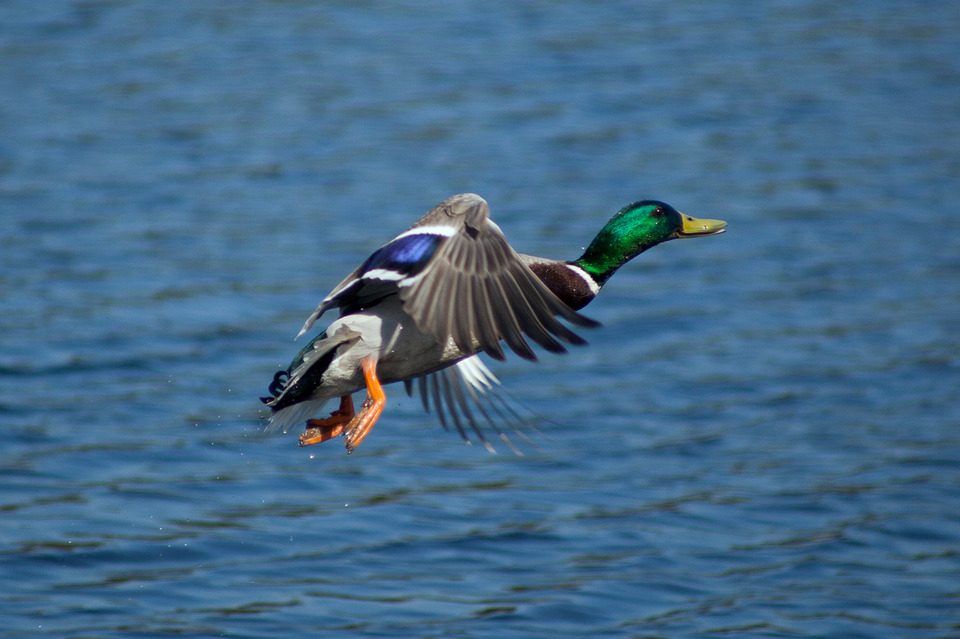 The coloured duck flying above the water 