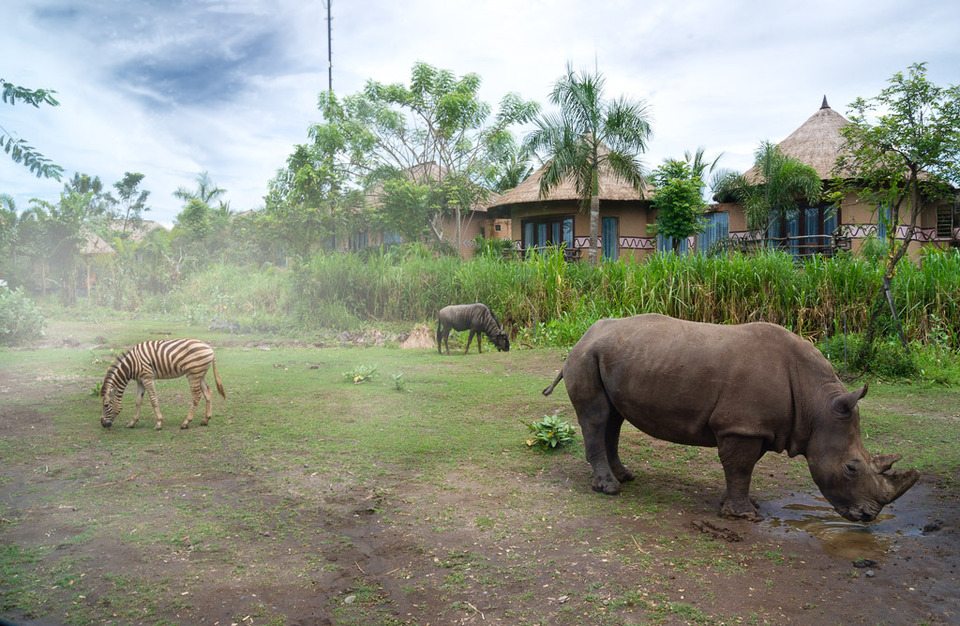 Rhinoceros and zebra