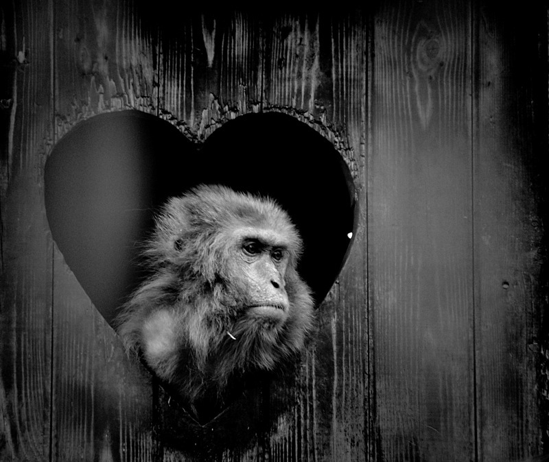 The sad black and white monkey looks out of the hole in the form of heart