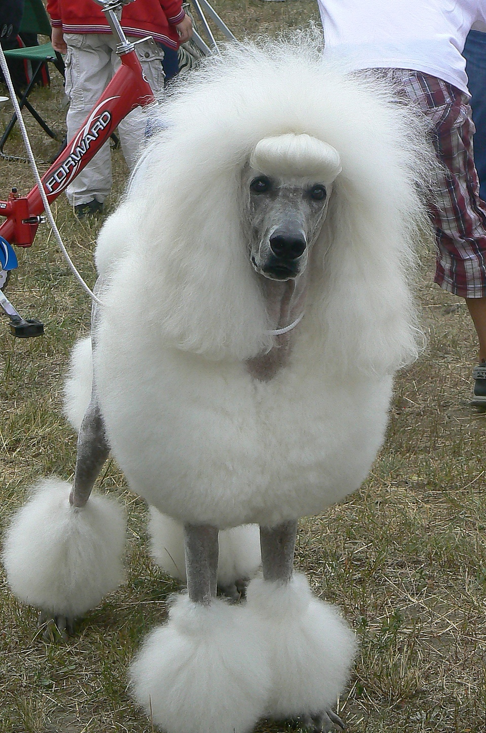 The white poodle