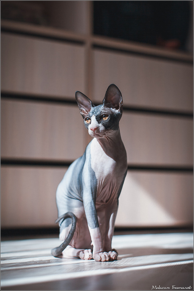 A bald cat sitting on the floor stares into the distance