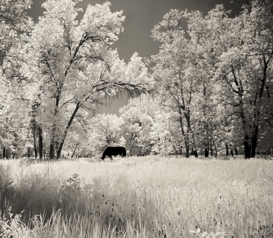 The black rhinoceros eating grass on the black and white field near the trees