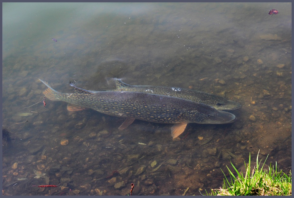 Piek in the water