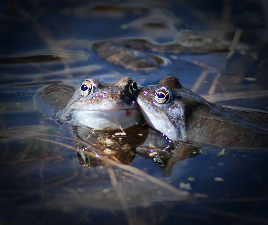 Two kissing frogs in the water