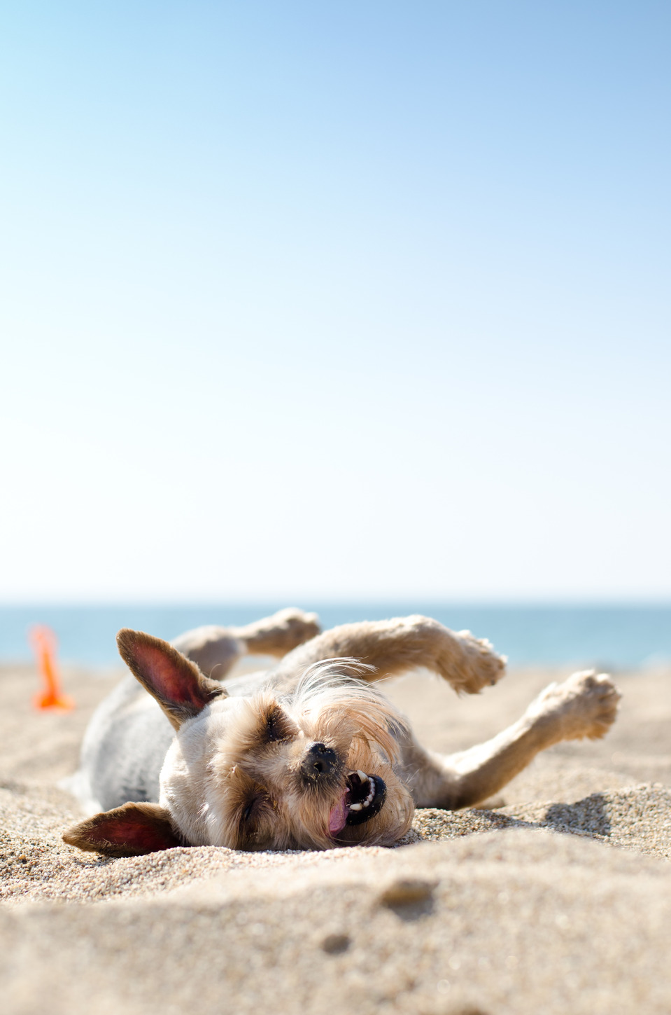 Laughing dog Laughing dog