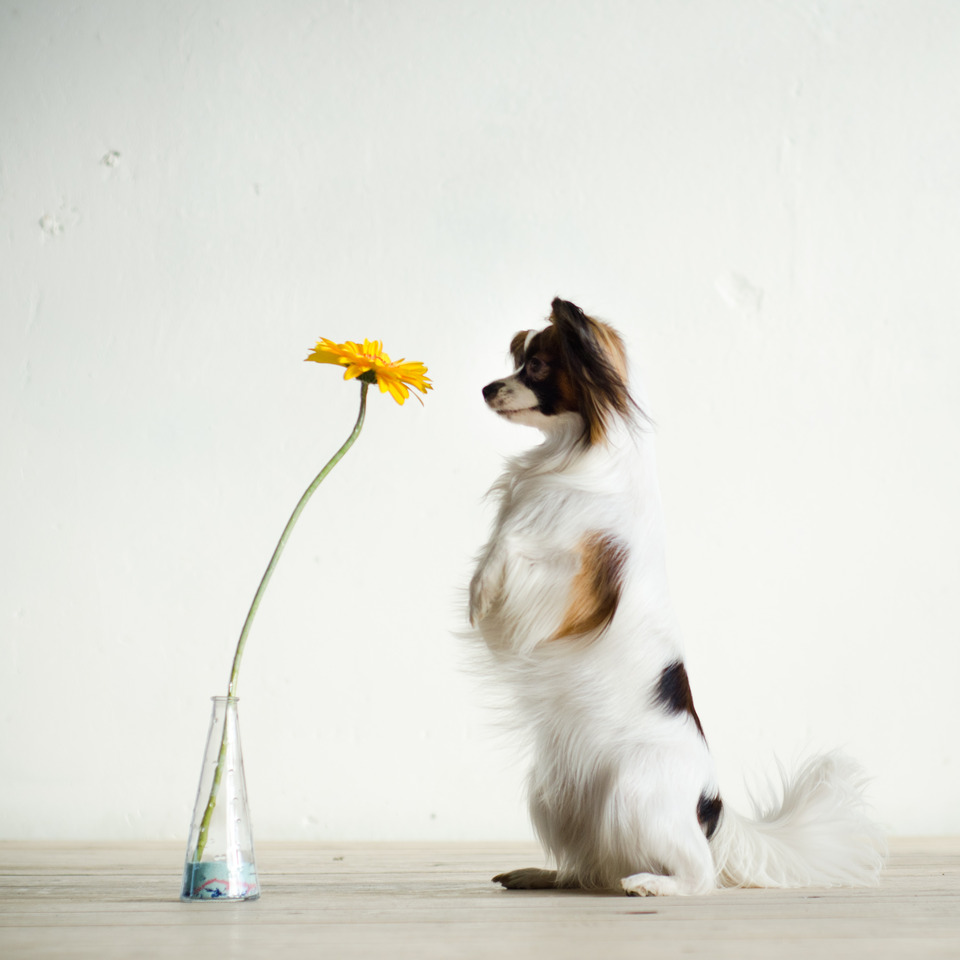 Dog likes flowers