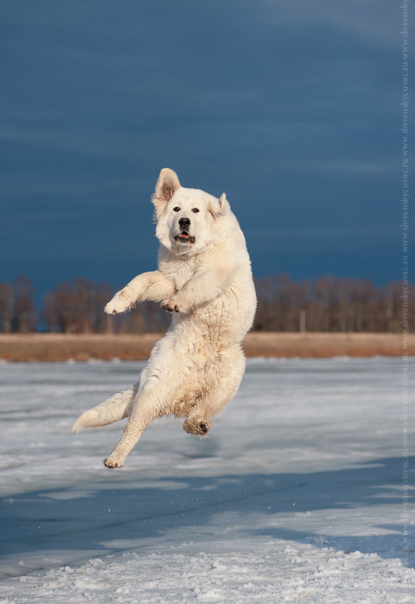 Jumping dog