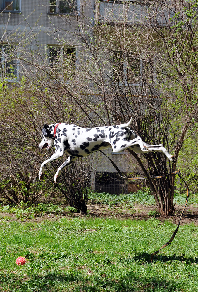 Dalmatian playing with ball