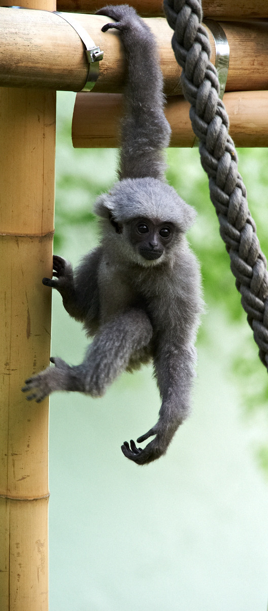 Grey monkey