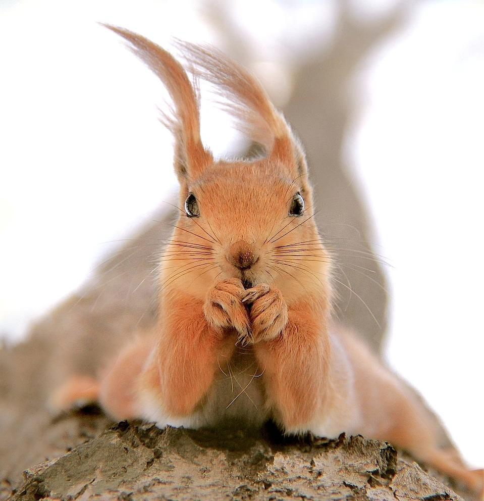 Squirrel eating nuts