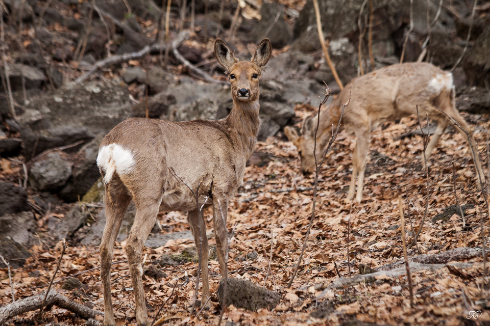 Deer in nature