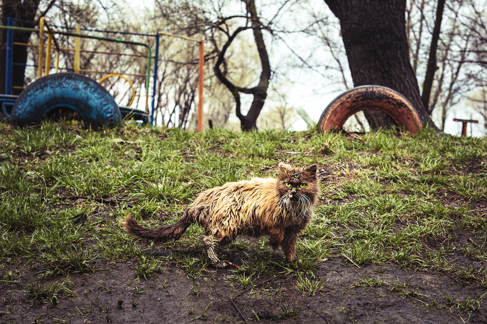 Wet cat