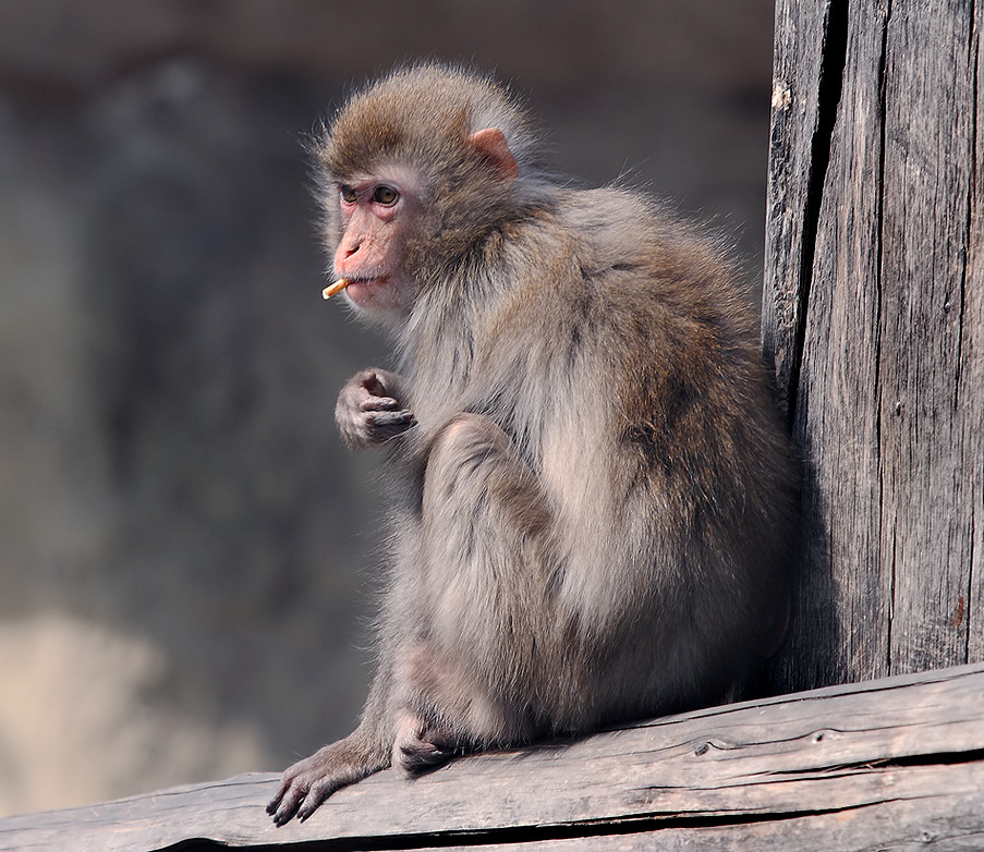 Monkey smoking