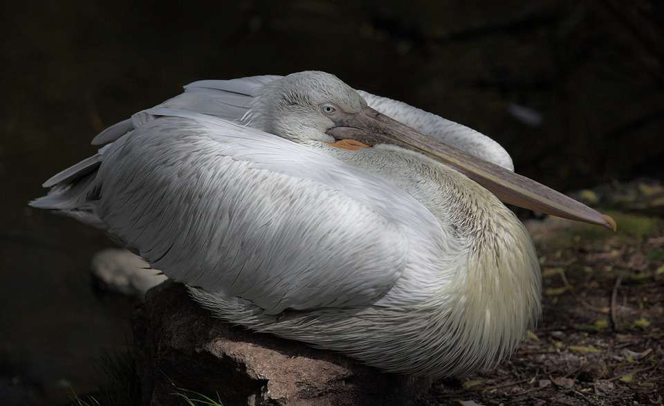 Sleeping pelican