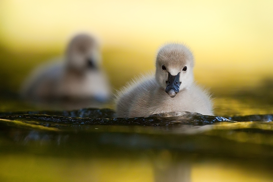 Toddler ducks