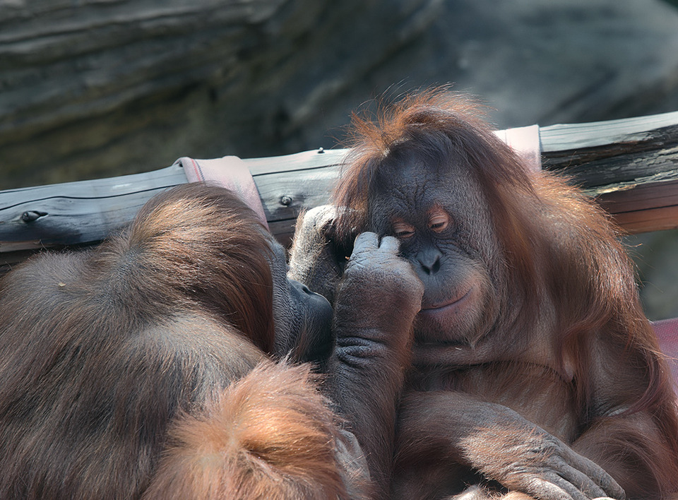 Monkeys playing