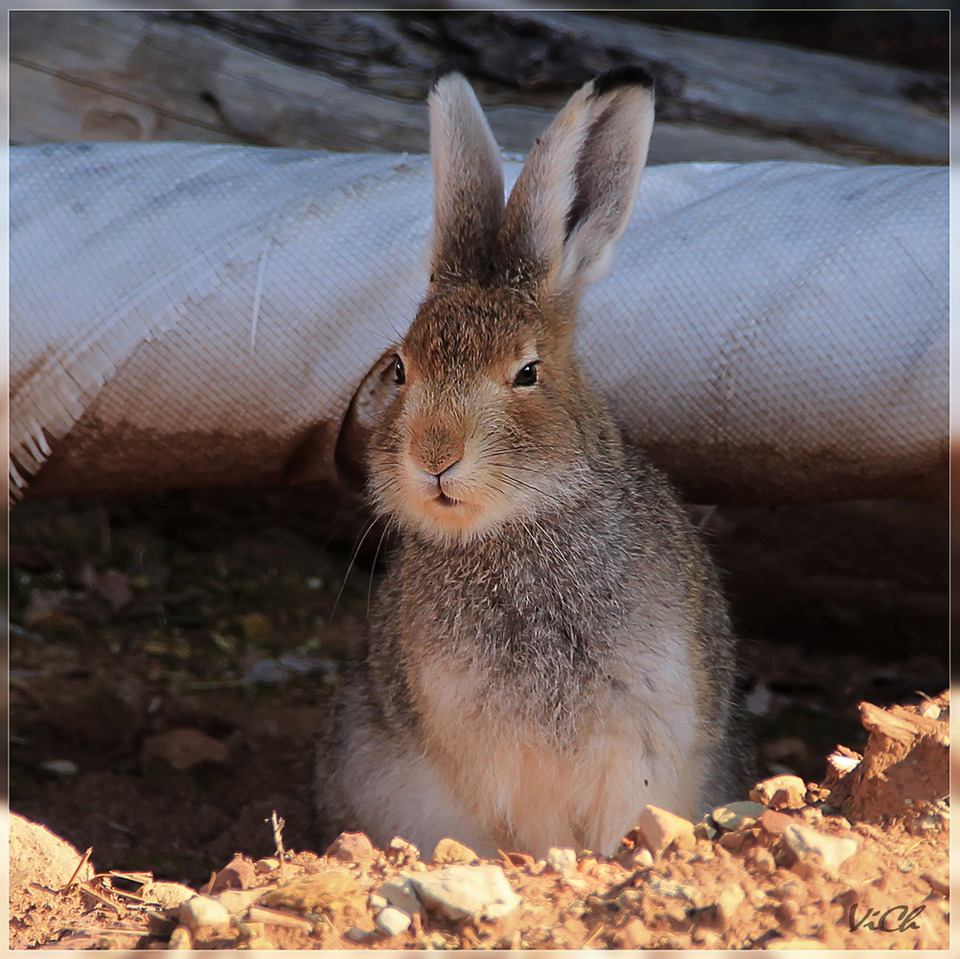 Sleepy rabbit