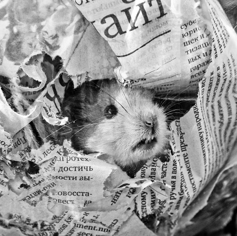 Hamster. Black and white