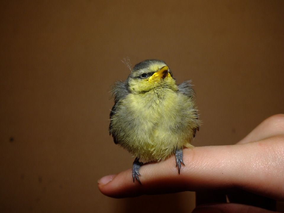 Bird sitting on the finger