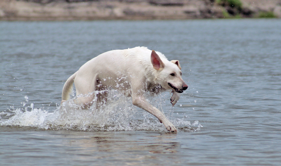 Dog walking on water