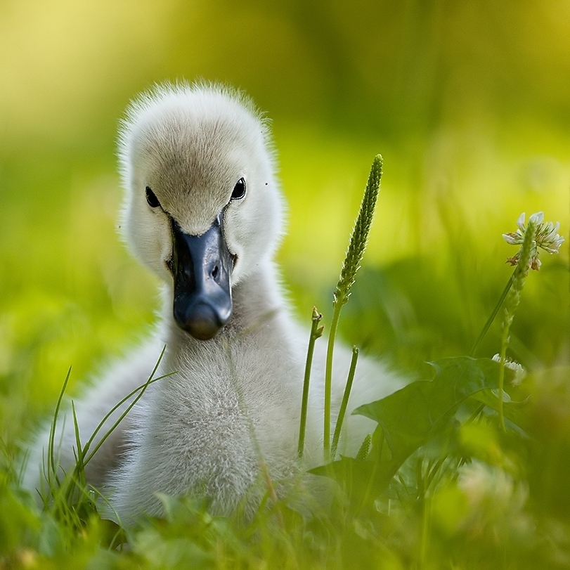 Newborn duck
