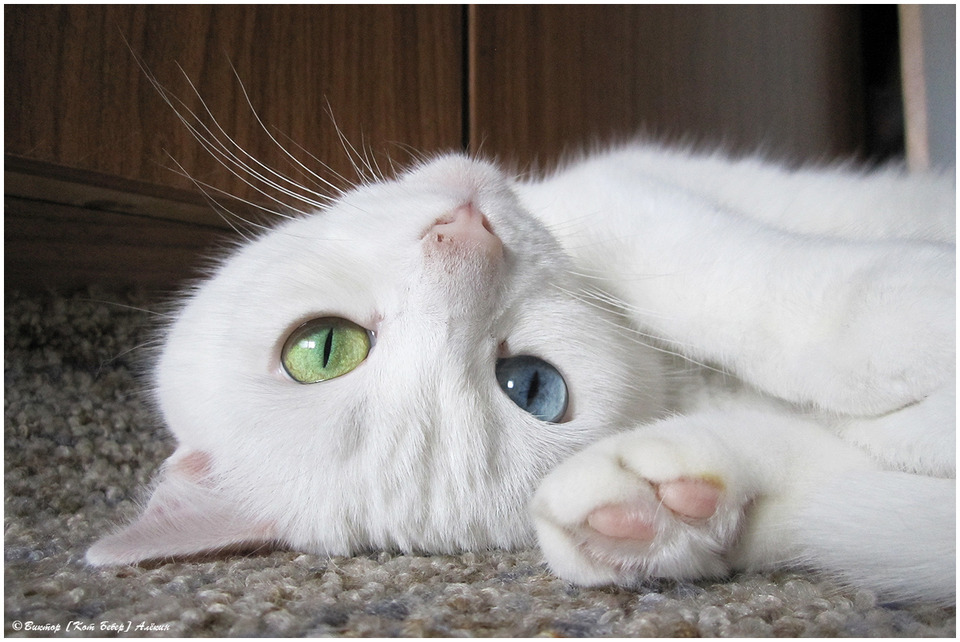 Cat with different colored eyes