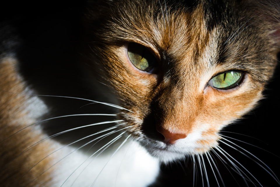 Cat with green eyes