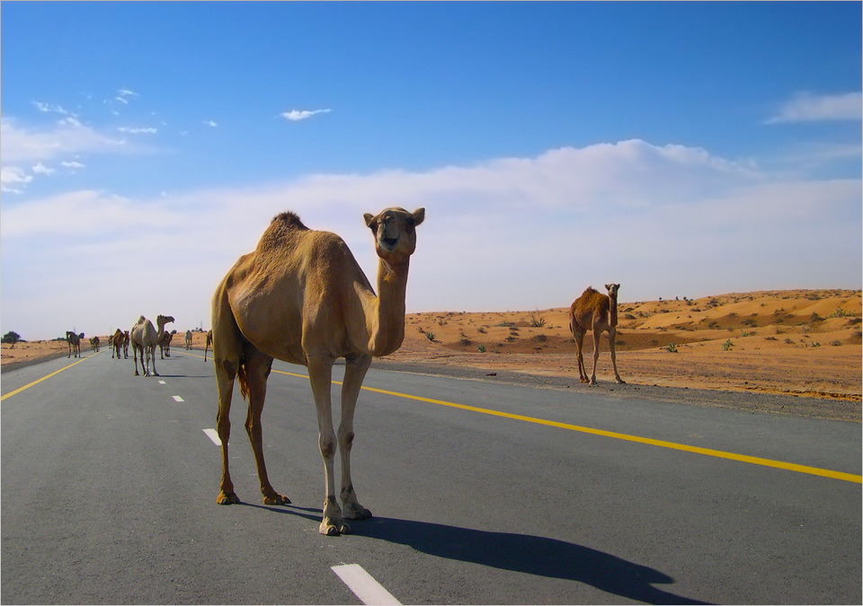 Camels walking 