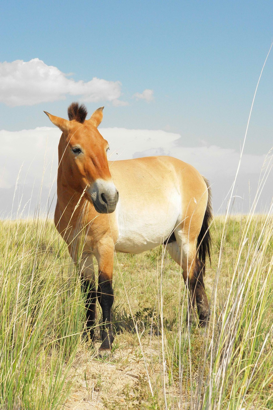 Przewalski