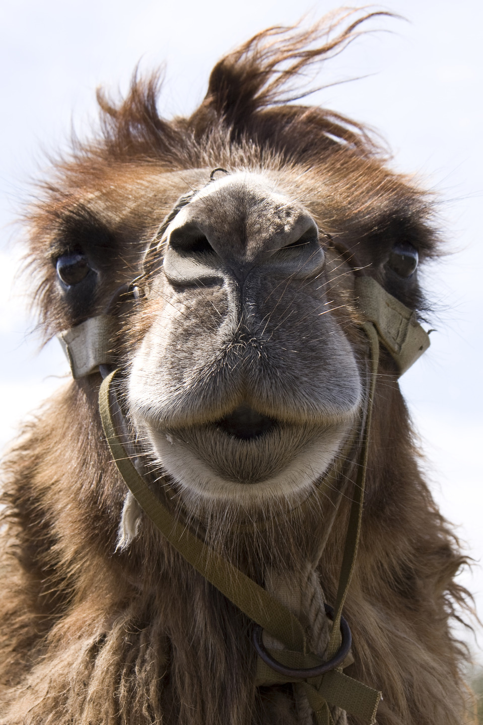 Happy camel