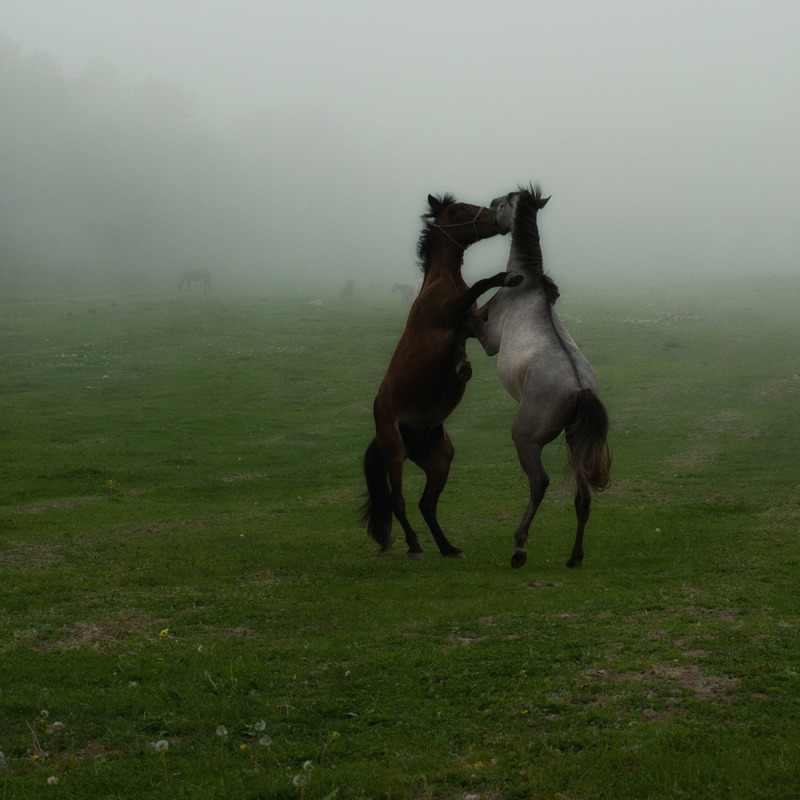 Horses danсing