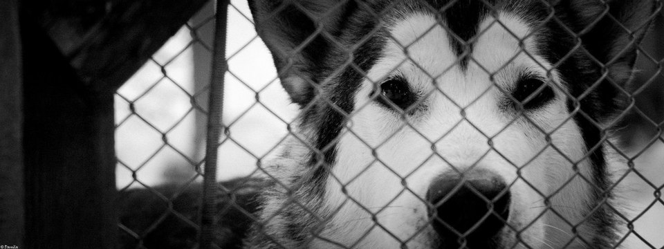 Dog behing the chain link