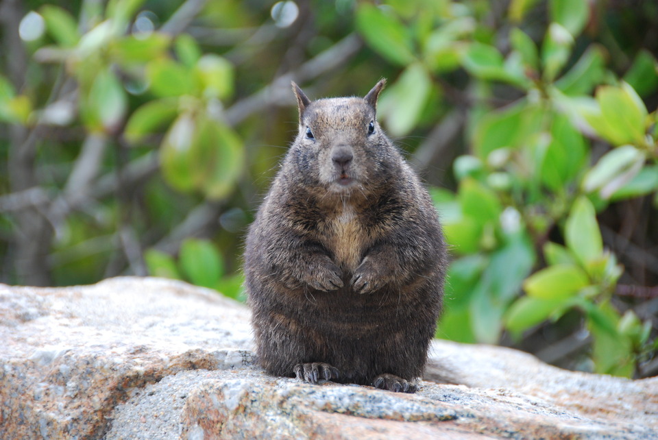  Fat squirrel