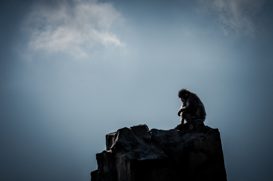 Monkey sitting on a cliff