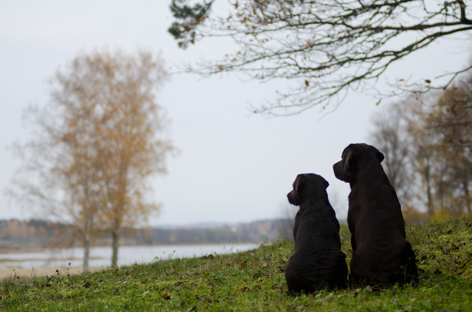 Two puppies