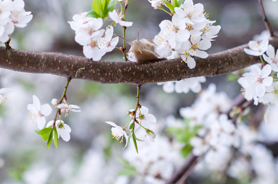 Snail on a cherry