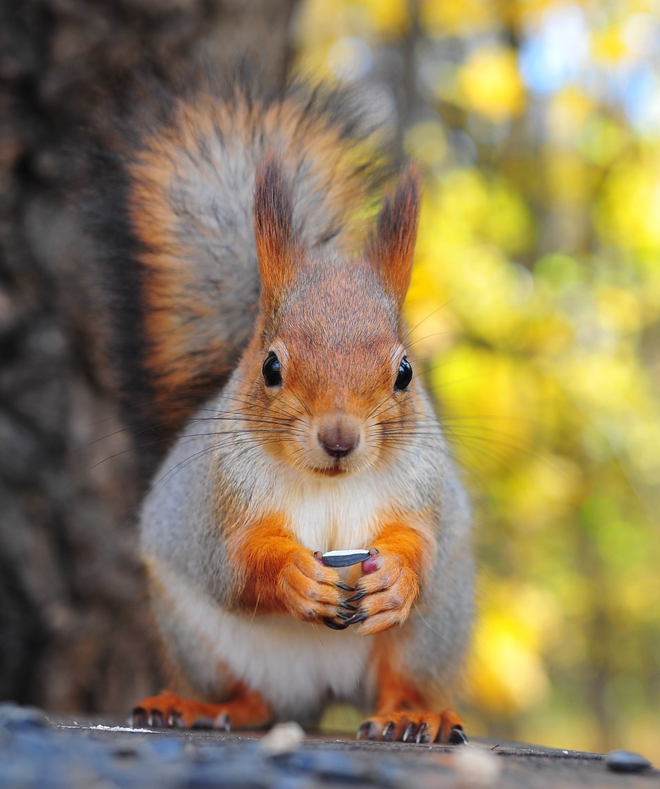 Squirrel with cellphone