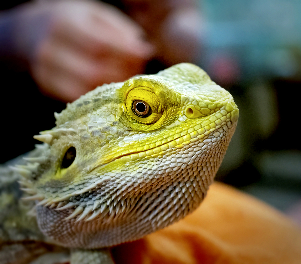 Green lizard