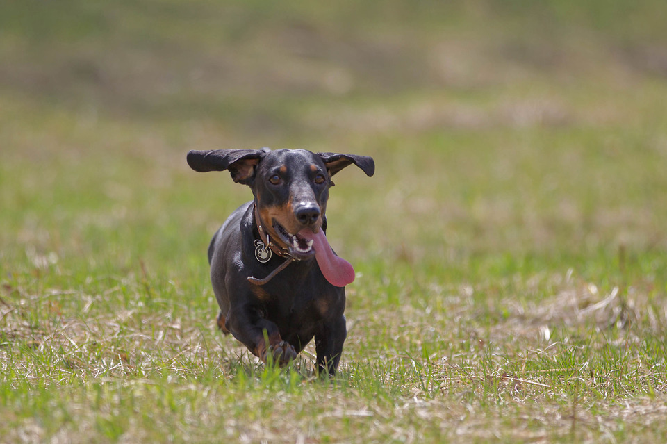 Dog with long tongue