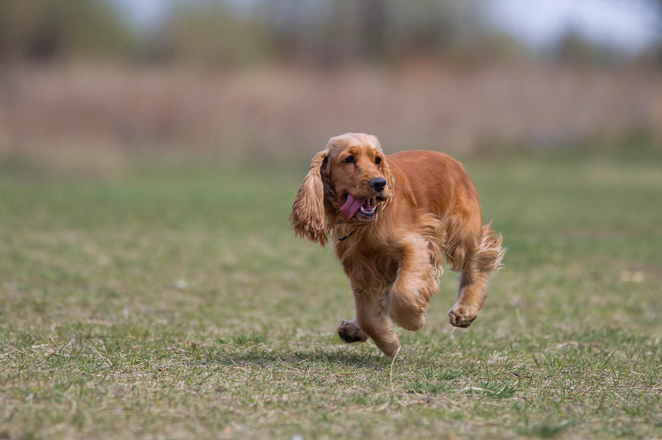 Running spaniel