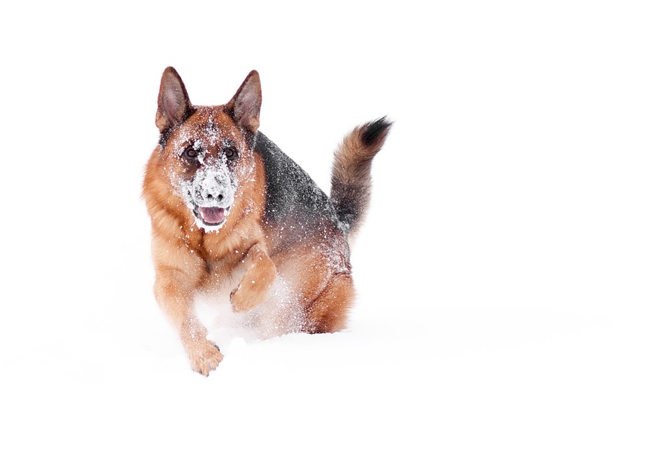 German shepherd in snow