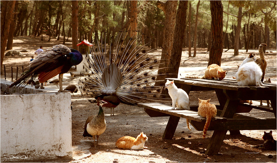 Cats and birds