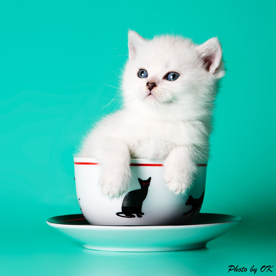 Cat in cup