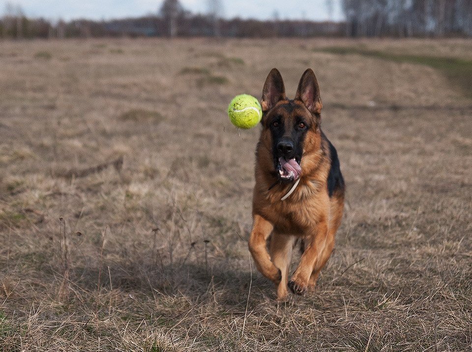 German shepherd plays with toy ball