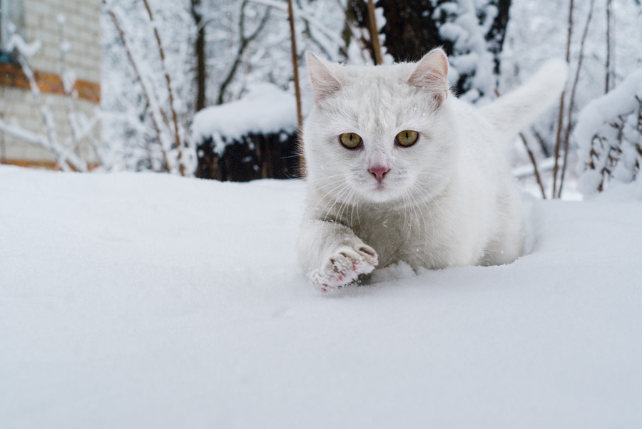 Cat in snow