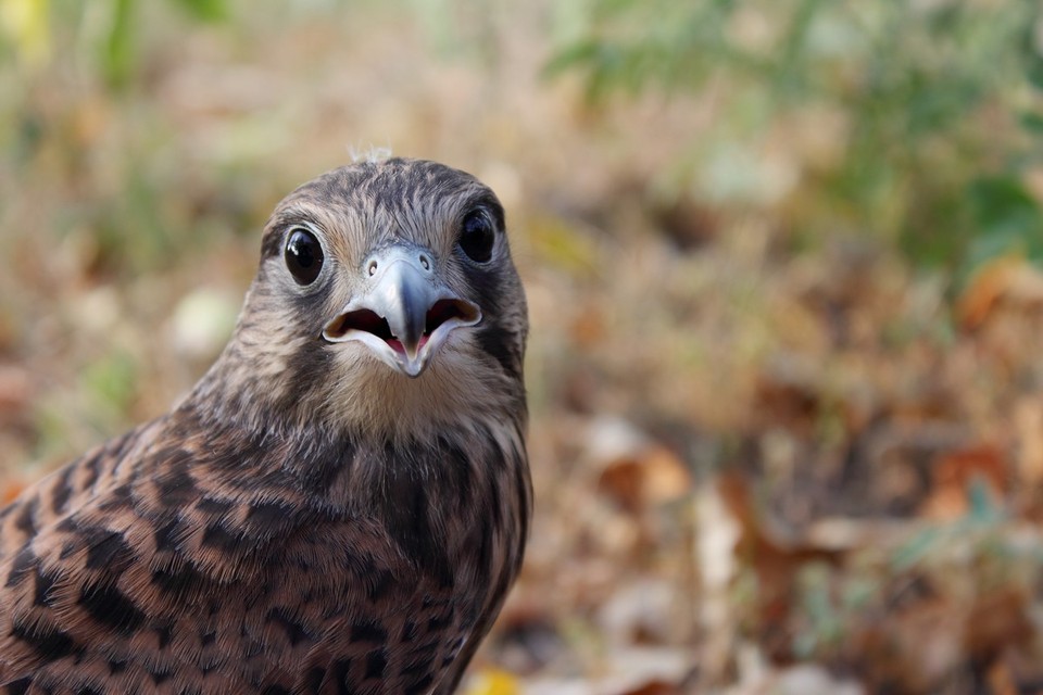 Falcon watching you