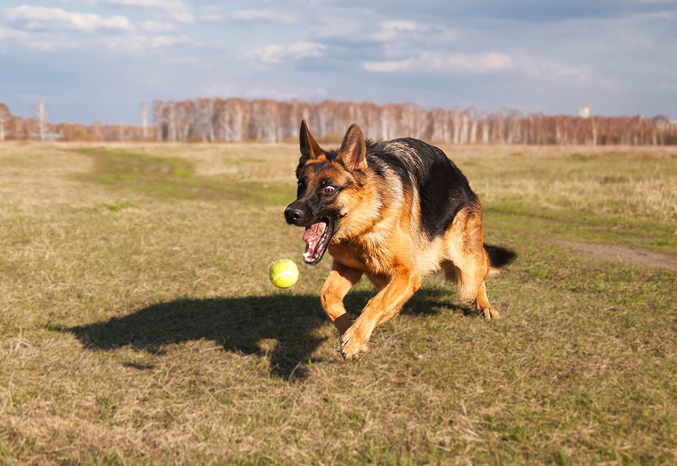 German shepherd playing