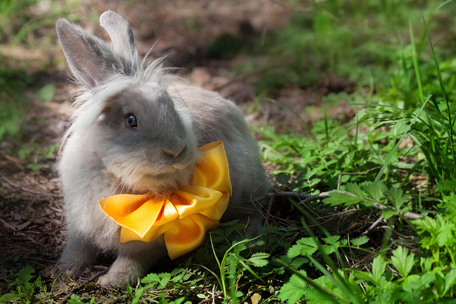 Rabbit with bow