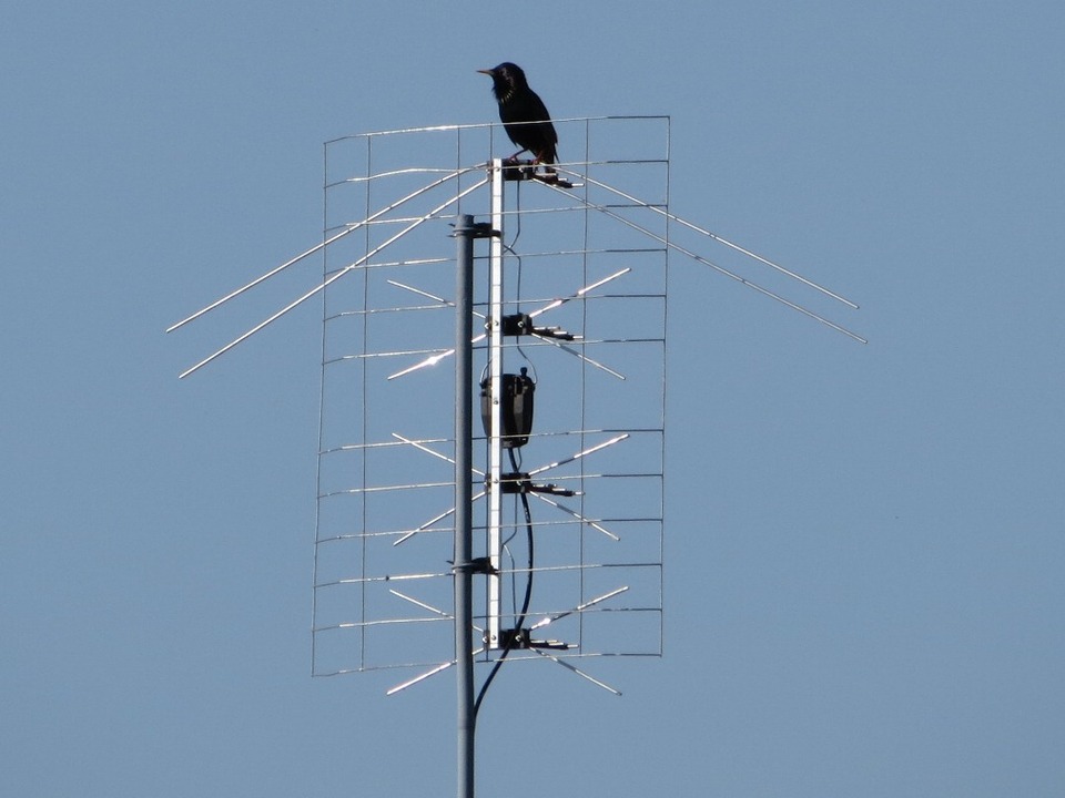 Bird on antenna