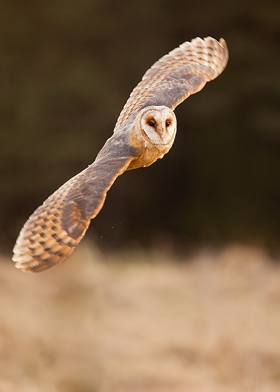 Flying owl